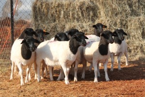 10X DORPER OOI/EWE MAGNUM BOERDERY (Pay per animal to take all in lot)