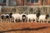 10X DORPER OOI/EWE MAGNUM BOERDERY (Pay per animal to take all in lot) - 2