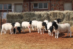 10X DORPER OOI/EWE MAGNUM BOERDERY (Pay per animal to take all in lot)