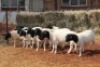 10X DORPER OOI/EWE MAGNUM BOERDERY (Pay per animal to take all in lot) - 2