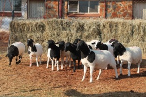 10X DORPER OOI/EWE MAGNUM BOERDERY (Pay per animal to take all in lot)