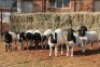 10X DORPER OOI/EWE MAGNUM BOERDERY (Pay per animal to take all in lot) - 2