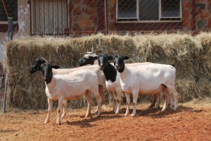 5X DORPER OOI/EWE MAGNUM BOERDERY (Pay per animal to take all in lot)