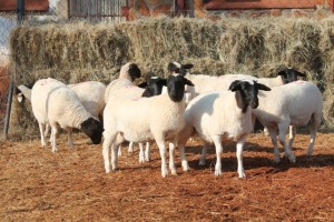 10X DORPER OOI/EWE MAGNUM BOERDERY (Pay per animal to take all in lot)