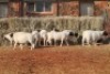 10X DORPER OOI/EWE MAGNUM BOERDERY (Pay per animal to take all in lot) - 2