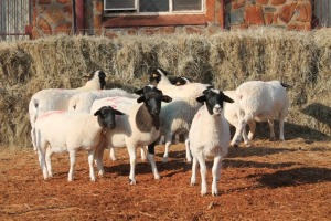 10X DORPER OOI/EWE MAGNUM BOERDERY (Pay per animal to take all in lot)