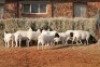 10X DORPER OOI/EWE MAGNUM BOERDERY (Pay per animal to take all in lot) - 2