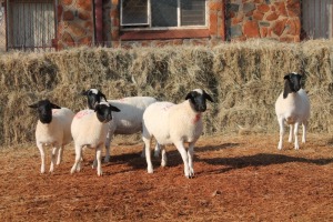 5X DORPER OOI/EWE MAGNUM BOERDERY (Pay per animal to take all in lot)