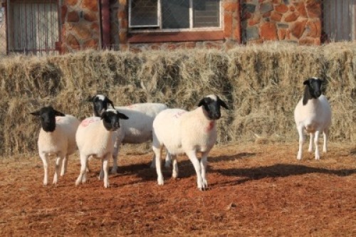 5X DORPER OOI/EWE MAGNUM BOERDERY (Pay per animal to take all in lot)