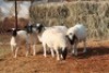5X DORPER OOI/EWE MAGNUM BOERDERY (Pay per animal to take all in lot) - 2