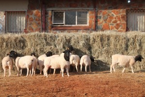 10X DORPER OOI/EWE MAGNUM BOERDERY (Pay per animal to take all in lot)