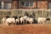 10X DORPER OOI/EWE MAGNUM BOERDERY (Pay per animal to take all in lot) - 2