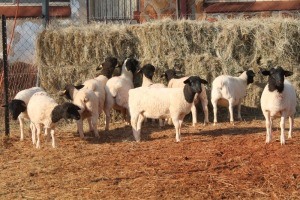 10X DORPER OOI/EWE MAGNUM BOERDERY (Pay per animal to take all in lot)