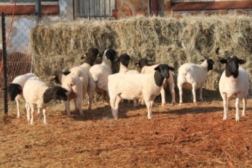 10X DORPER OOI/EWE MAGNUM BOERDERY (Pay per animal to take all in lot)