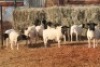 10X DORPER OOI/EWE MAGNUM BOERDERY (Pay per animal to take all in lot)