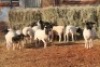 10X DORPER OOI/EWE MAGNUM BOERDERY (Pay per animal to take all in lot) - 2