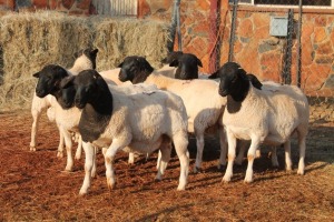 8X DORPER OOI/EWE MAGNUM BOERDERY (Pay per animal to take all in lot)