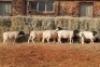 8X DORPER OOI/EWE MAGNUM BOERDERY (Pay per animal to take all in lot) - 2