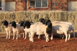 10X DORPER RAM MAGNUM BOERDERY (Pay per animal to take all in lot)