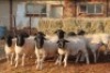 10X DORPER RAM MAGNUM BOERDERY (Pay per animal to take all in lot) - 2