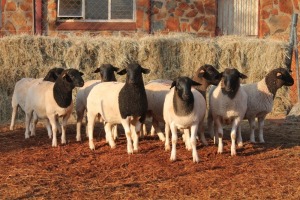 10X DORPER RAM MAGNUM BOERDERY (Pay per animal to take all in lot)