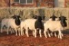 10X DORPER RAM MAGNUM BOERDERY (Pay per animal to take all in lot) - 2