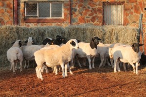 15X DORPER RAM MAGNUM BOERDERY (Pay per animal to take all in lot)