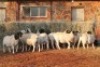 15X DORPER RAM MAGNUM BOERDERY (Pay per animal to take all in lot) - 2