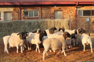 15X DORPER RAM MAGNUM BOERDERY (Pay per animal to take all in lot)