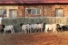 15X DORPER RAM MAGNUM BOERDERY (Pay per animal to take all in lot) - 2