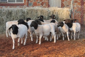 15X DORPER RAM MAGNUM BOERDERY (Pay per animal to take all in lot)