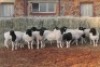 15X DORPER RAM MAGNUM BOERDERY (Pay per animal to take all in lot) - 2