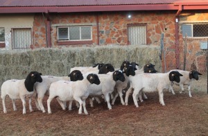 15X DORPER RAM MAGNUM BOERDERY (Pay per animal to take all in lot)