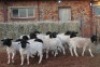 15X DORPER RAM MAGNUM BOERDERY (Pay per animal to take all in lot) - 2