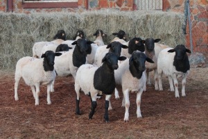 15X DORPER RAM MAGNUM BOERDERY (Pay per animal to take all in lot)