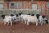 15X DORPER RAM MAGNUM BOERDERY (Pay per animal to take all in lot) - 2