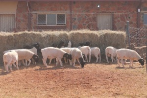 15X DORPER RAM MAGNUM BOERDERY (Pay per animal to take all in lot)