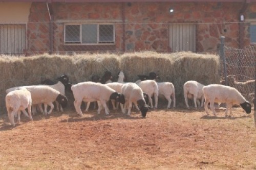 15X DORPER RAM MAGNUM BOERDERY (Pay per animal to take all in lot)