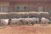 15X DORPER RAM MAGNUM BOERDERY (Pay per animal to take all in lot) - 2