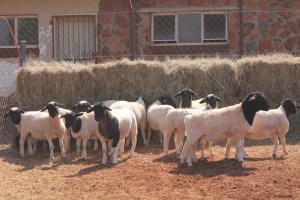 15X DORPER RAM MAGNUM BOERDERY (Pay per animal to take all in lot)