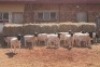 15X DORPER RAM MAGNUM BOERDERY (Pay per animal to take all in lot) - 2