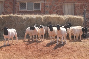 15X DORPER RAM MAGNUM BOERDERY (Pay per animal to take all in lot)