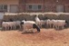 15X DORPER RAM MAGNUM BOERDERY (Pay per animal to take all in lot) - 2