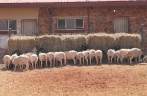 20X DORPER RAM MAGNUM BOERDERY (Pay per animal to take all in lot)