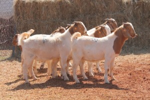 7X BOER GOAT BUCK MAGNUM BOERDERY (Pay per animal to take all in lot)