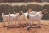 7X BOER GOAT BUCK MAGNUM BOERDERY (Pay per animal to take all in lot) - 2