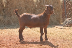 1X KALAHARI RED BUCK MAGNUM BOERDERY