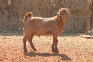 1X KALAHARI RED BUCK MAGNUM BOERDERY