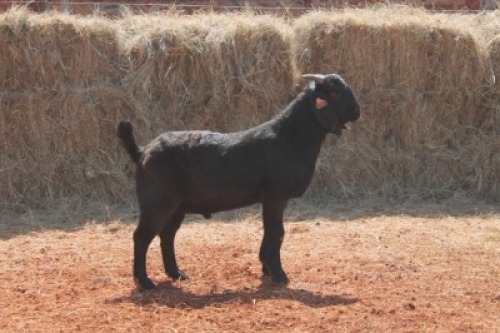 1X Blackberry BUCK MAGNUM BOERDERY