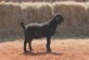 1X Blackberry BUCK MAGNUM BOERDERY